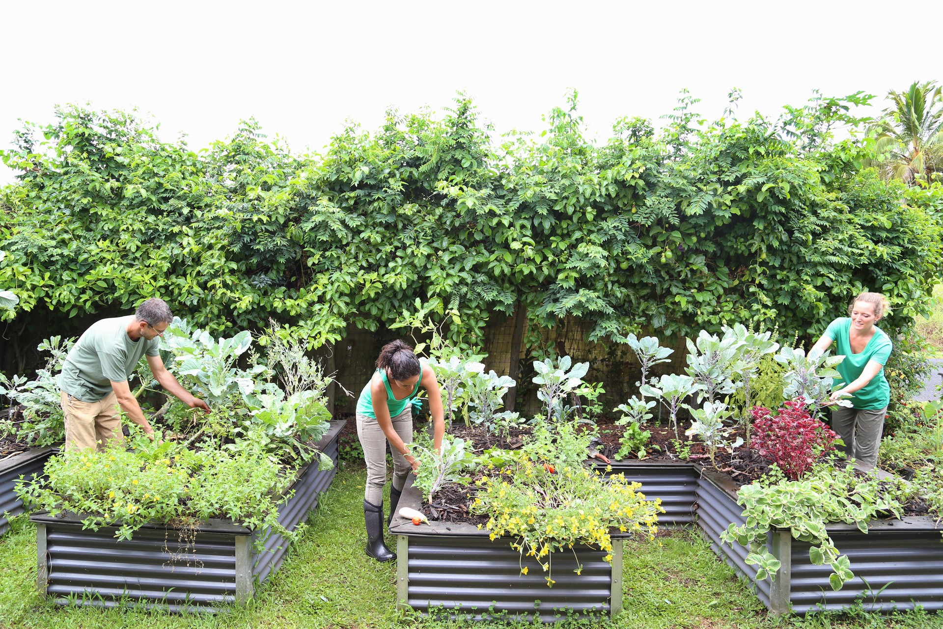 People taking care of plants in community garden